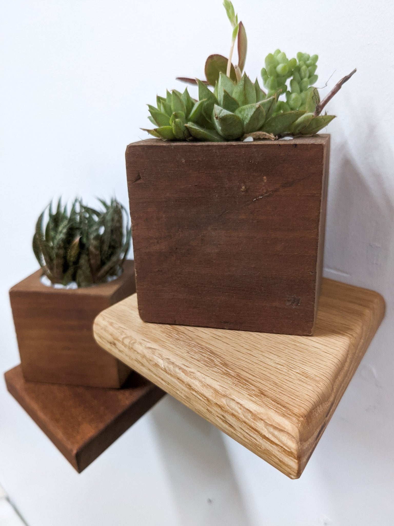The sideview of the oak rhombus small floating shelf. On top sits a mahogany planter with succulents, just to the left and almost off-screen, a mahogany rhombus floating shelf holds a mahogany planter with succulents.